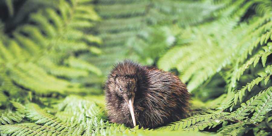 Rare Encounter with Furry Friends new zealand